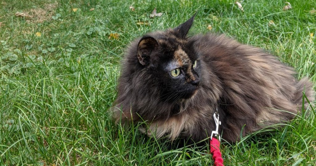 cat sitting in grass looking backward | Tips and Tricks for Hiking with Cats