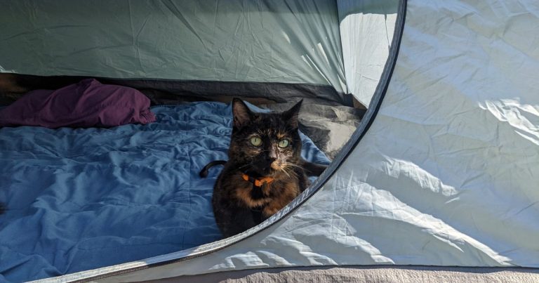 Tips and Tricks for Tent Camping with Cats