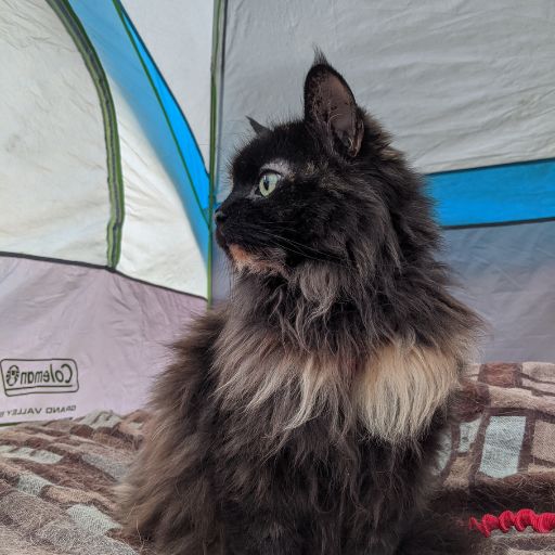 cat sitting inside a tent | Meet the Kas Pack