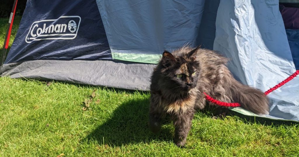 cat walking away from tent | Tips and Tricks for Tent Camping with Cats