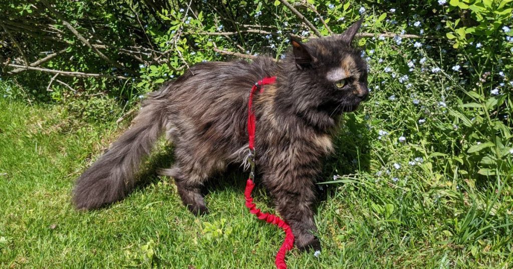 cat walking past bush wearing harness | Which Harnesses are Best for Hiking Cats?