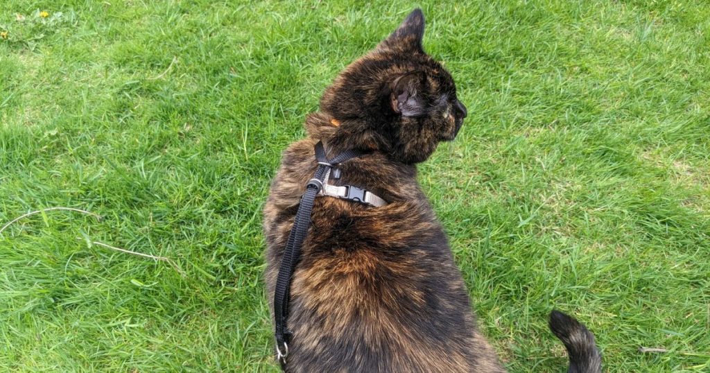 cat wearing harness standing in grass | Which Harnesses are Best for Hiking Cats?