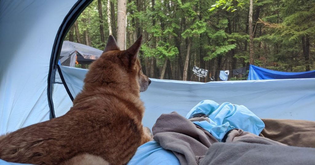 dog in a tent looking out the window | Tips and Tricks for Tent Camping with Dogs