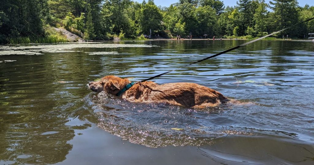 dog swimming in lake | Is Blue-Green Algae Toxic to Dogs?