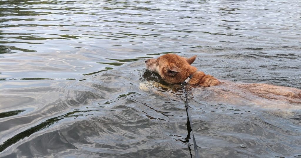 dog swimming in the lake | How Do I Teach My Dog to Swim?