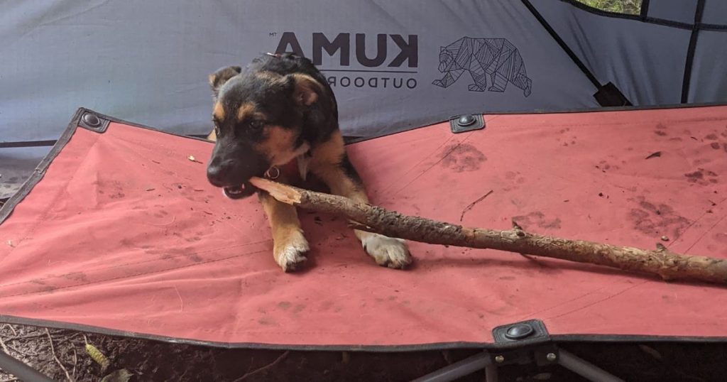 puppy chewing on stick on portable dog bed | Can Puppies Go Camping?
