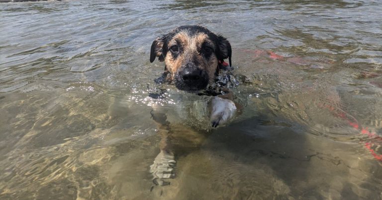 How Do I Teach My Dog to Swim?