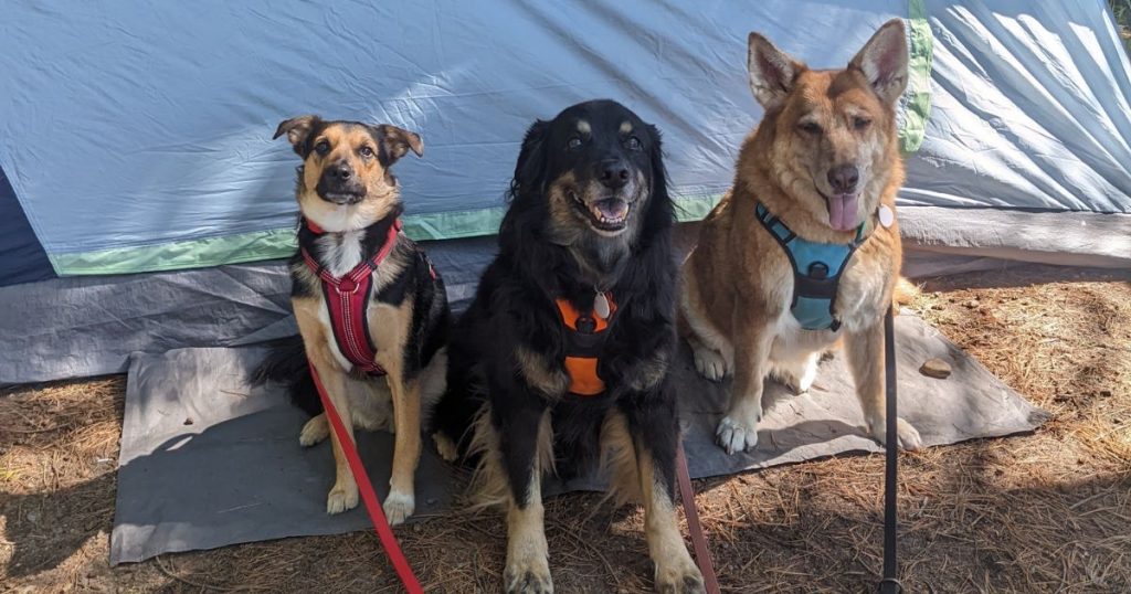 three dogs seated in front of a tent door | Tips and Tricks for Tent Camping with Dogs