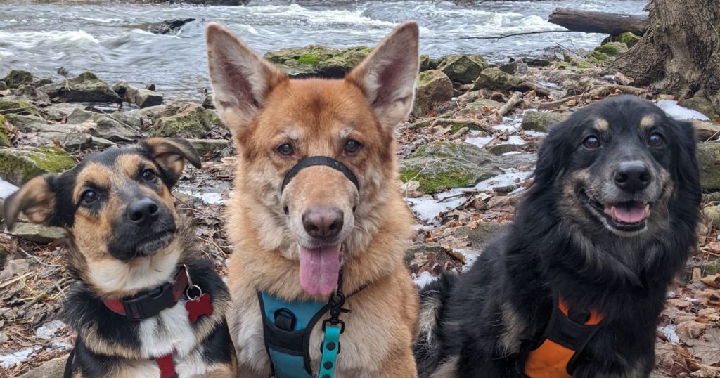three dogs sitting by a river | Tips and Tricks for Hiking with Dogs