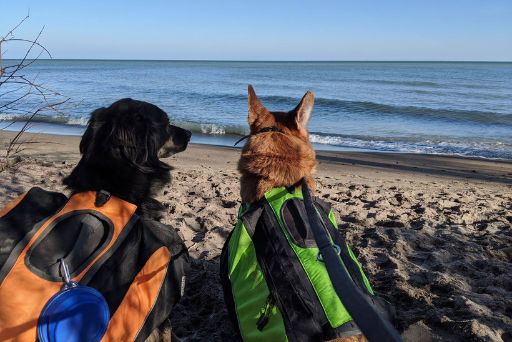 two dogs wearing backpacks on the beach | The Kas Pack