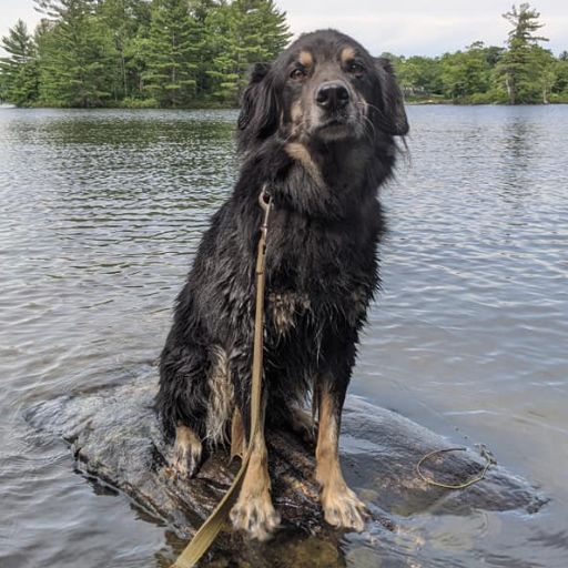 wet dog sitting on rock in lake | Meet the Kas Pack