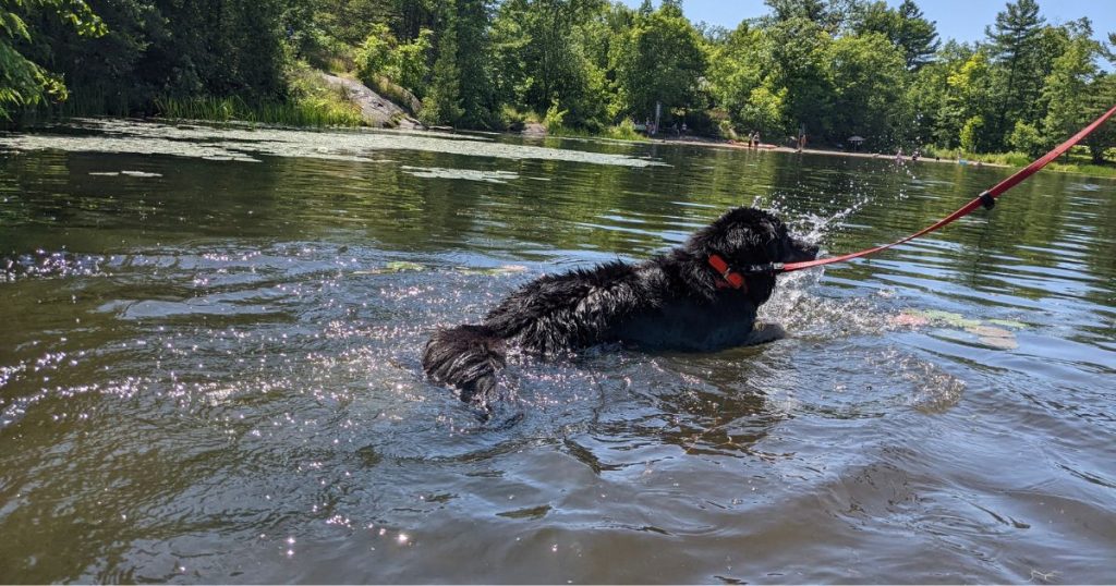 black dog swimming in lake | Why is My Dog Itchy After Swimming?