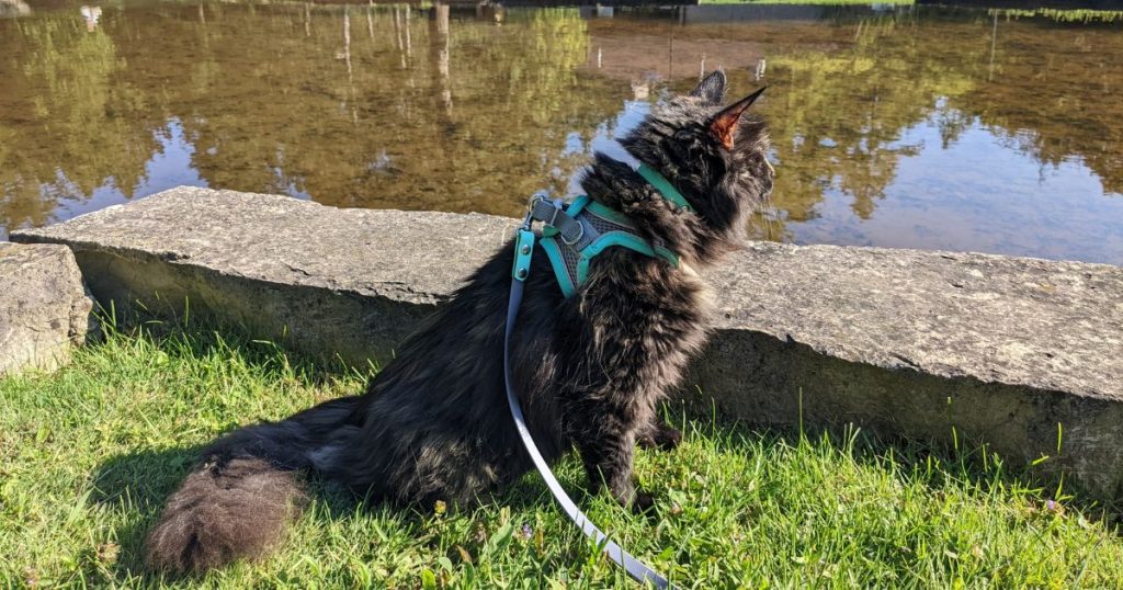 cat looking out at water on leash outside | What Leashes Are Best for Cats When Hiking?
