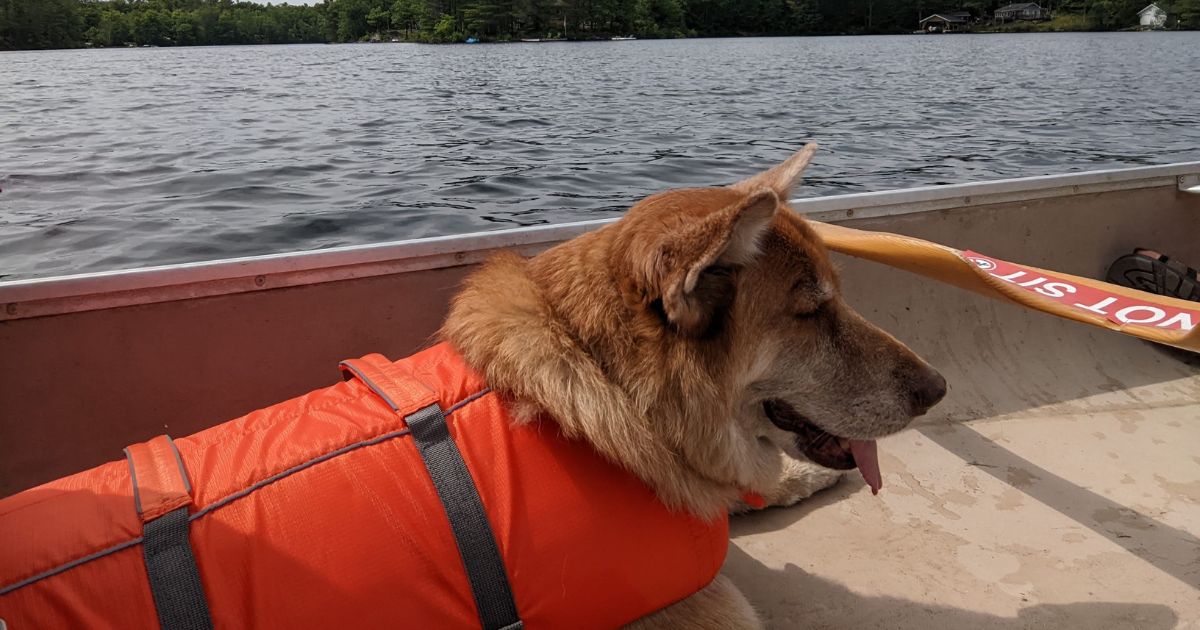 dog laying in canoe wearing a life jacket | Should Your Dog Wear a Life Jacket?