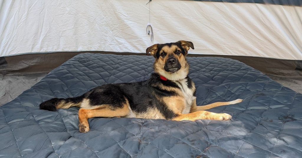 dog laying on air mattress | Does a Dog-Proof Air Mattress Exist?