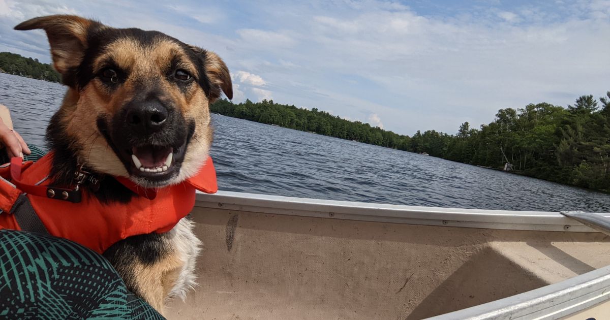 dog sitting in a canoe | Six Mile Lake Provincial Park: Video Review