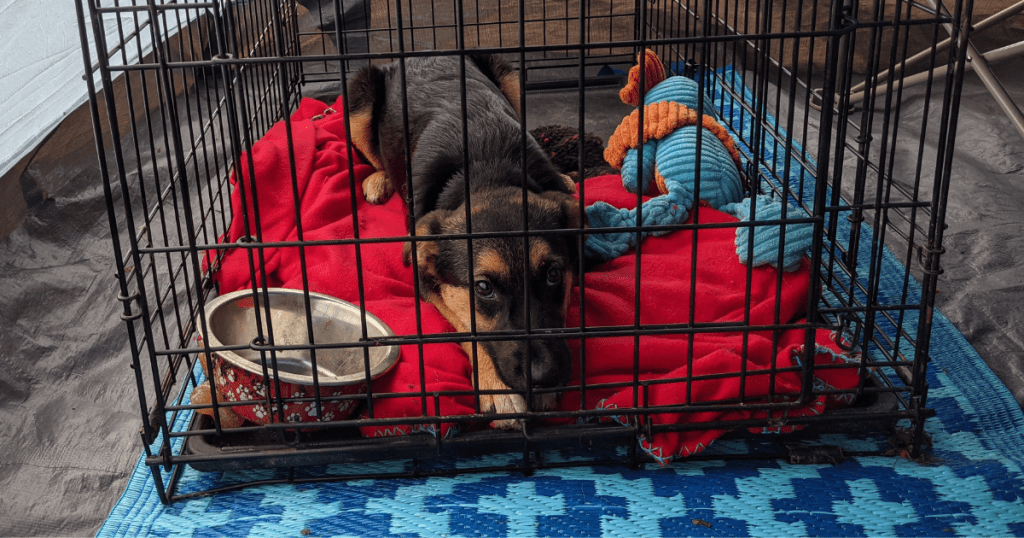 dog sleeping in crate | Where Do Dogs Sleep When Camping