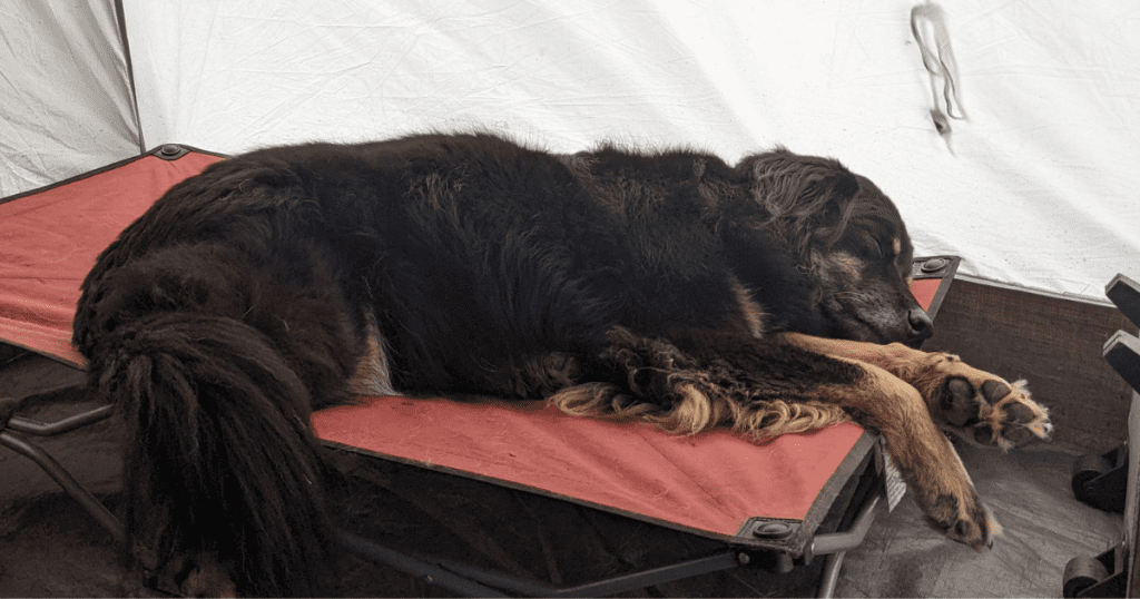 dog sleeping on cot bed | Where Do Dogs Sleep When Camping