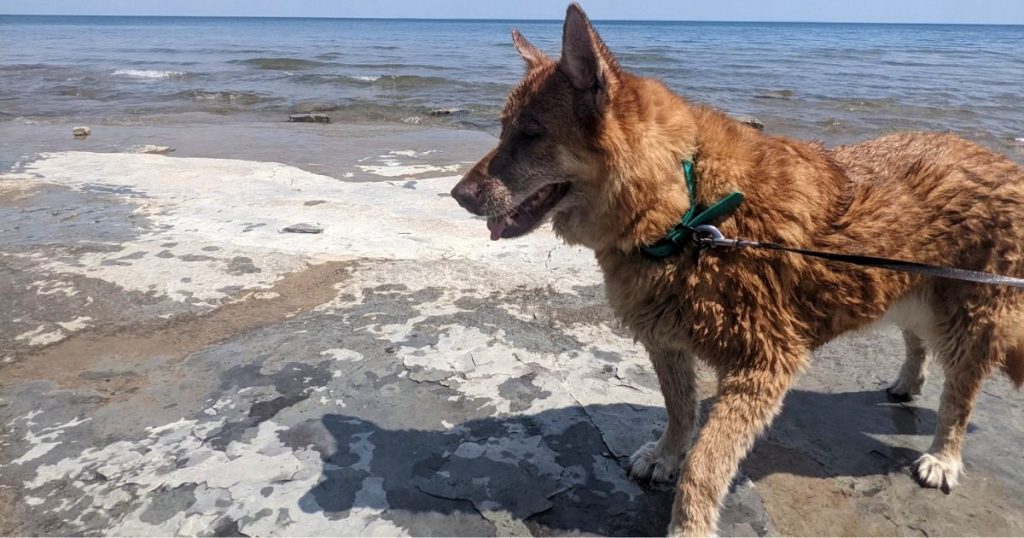 dog standing in edge of lake | Why is My Dog Itchy After Swimming?