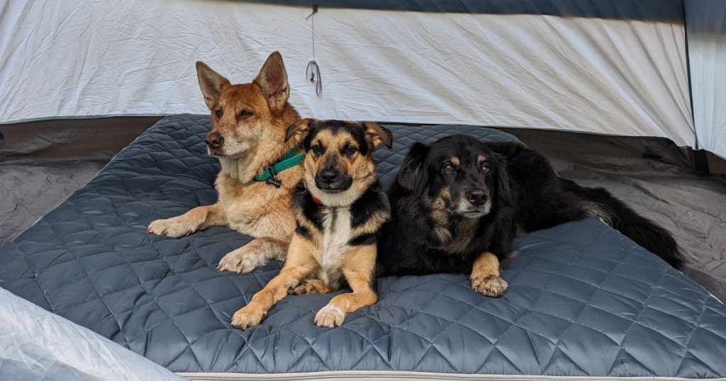 three dogs laying on air mattress | Does a Dog-Proof Air Mattress Exist?