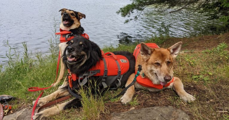 Should Your Dog Wear a Life Jacket?