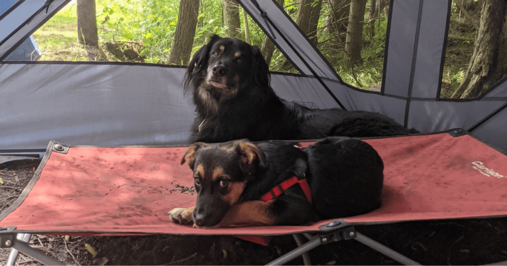 two dogs laying outside on a raised dog bed | Blastomycosis in Dogs
