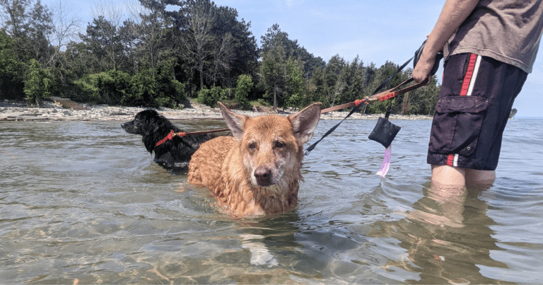 How Can I Keep My Dog Cool While Camping?