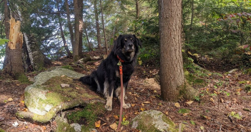 black dog sitting in the woods in fall | How Cold is Too Cold to Camp with a Dog?
