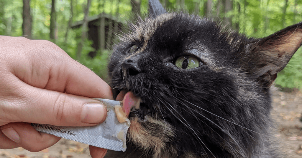 cat eating treat outdoors | Camping with Cats: Video