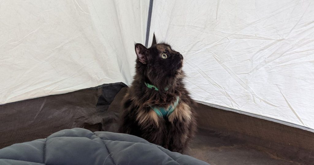 cat sitting in tent | Camping with Cats: Video