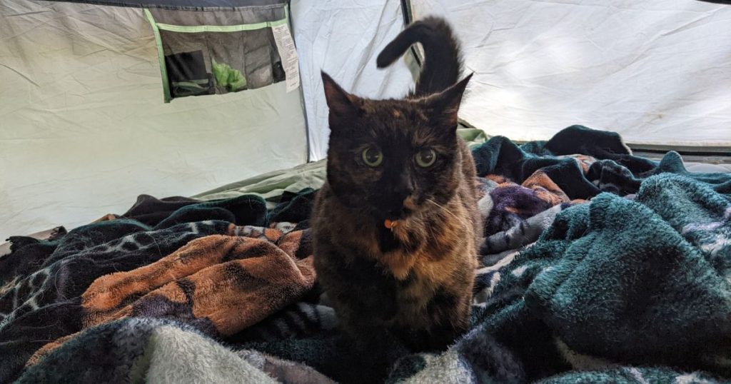 cat standing on air mattress | Camping with Cats: Video