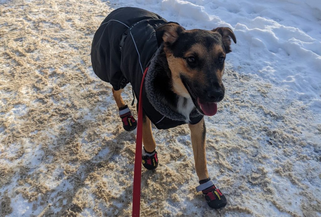 dog wearing a coat and booties in the snow | How Cold is Too Cold to Camp with a Dog?