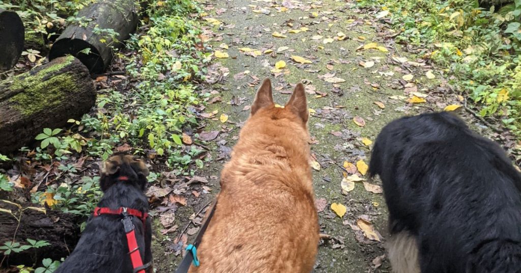 three dogs hiking in autumn | Are Acorns Toxic to Dogs?