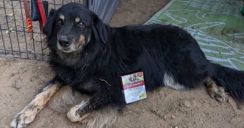 dog laying next to a box of tick preventative | What is the Safest Tick Preventative for Dogs?