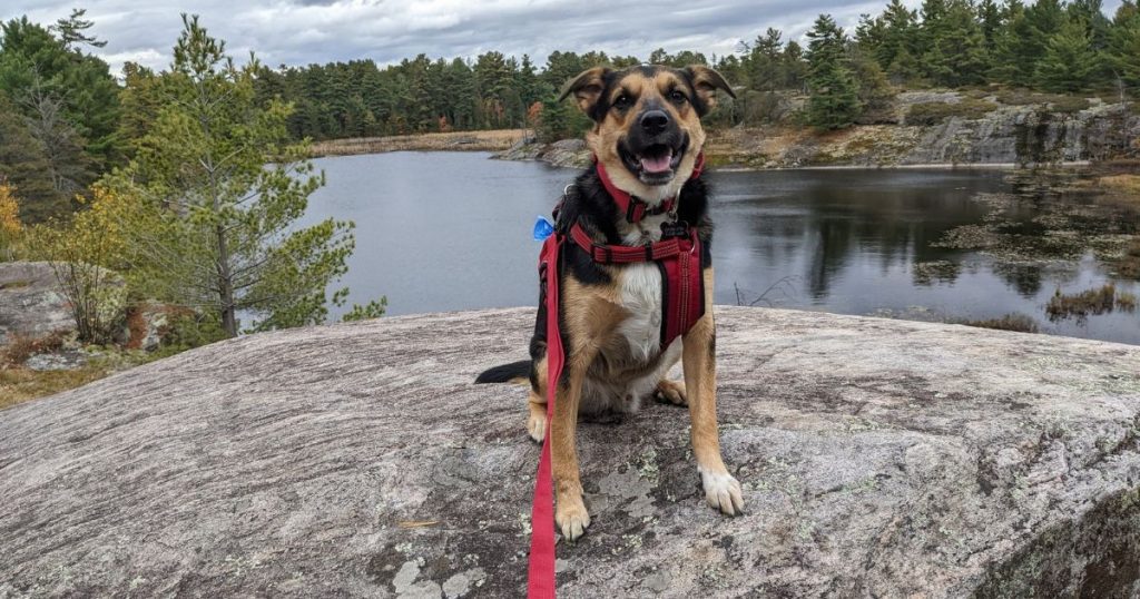 dog sitting on a rock near a lake | Bear Safety When Camping with Pets