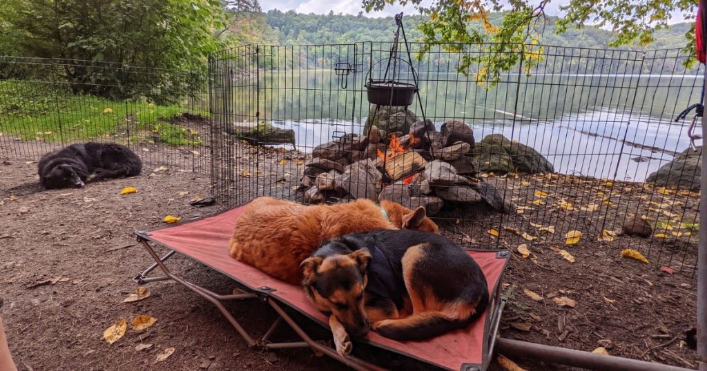 three dogs in a pen camping in autumn | Bear Safety When Camping with Pets