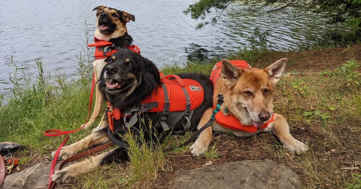 three large dogs wearing life jackets | Holiday Gift Guide for Adventure-Loving Pets and Pet Parents