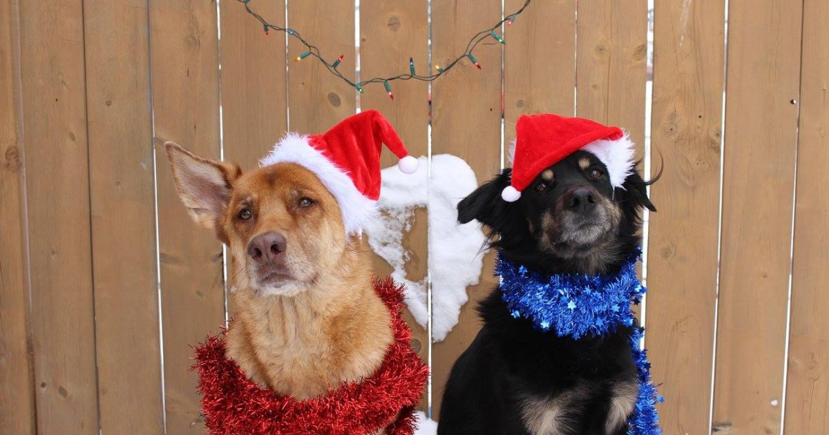 two dogs sitting outside dressed for christmas | Holiday Gift Guide for Adventure-Loving Pets and Pet Parents