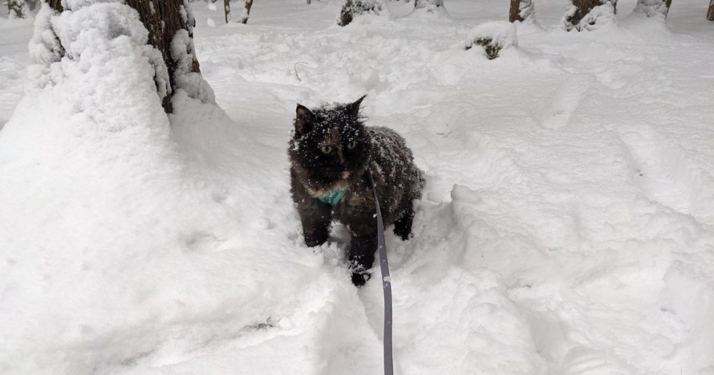 cat standing outside in the snow | Beginner’s Guide to Winter Hiking with Cats