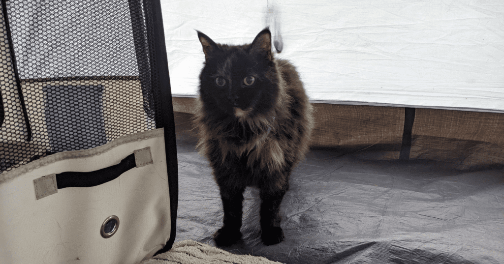 cat standing in a tent next to a pet playpen | 8 Easy Ways to Pet-Proof Your Tent