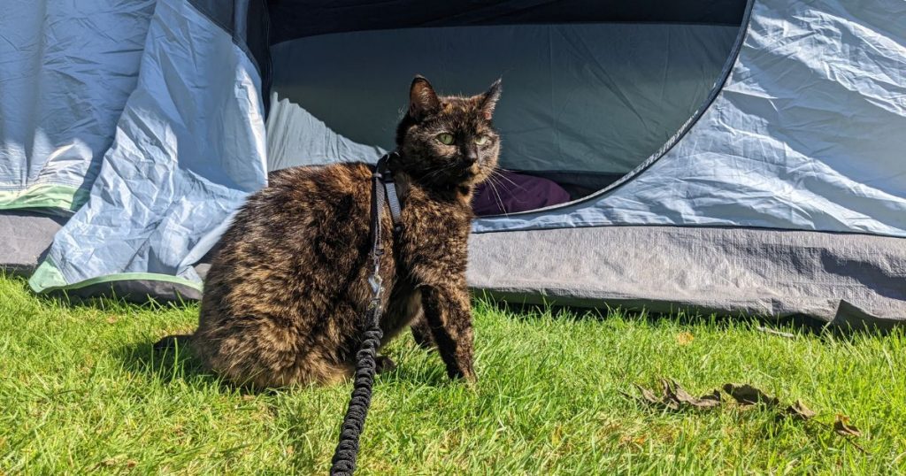 cat standing in front of a tent | Tips and Tricks for Booking Ontario Parks
