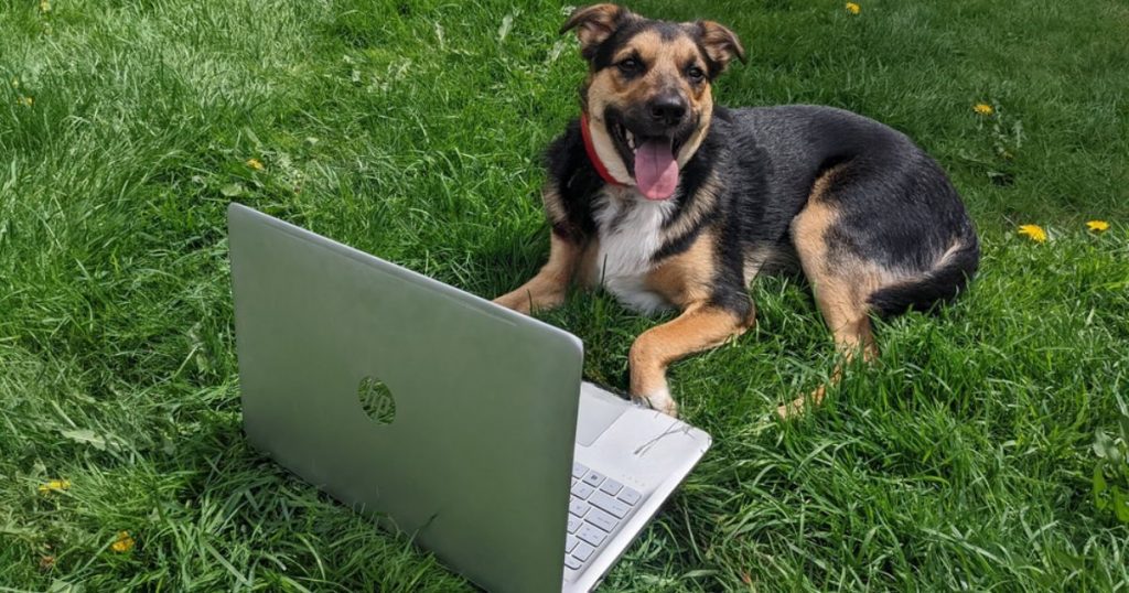 dog laying in front of a laptop | Tips and Tricks for Booking Ontario Parks