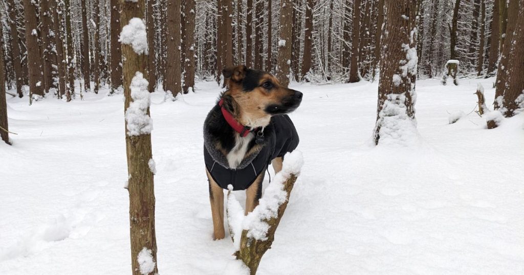 dog standing outside in the snow | Is It Okay to Let My Dog Off-Leash at Camp?