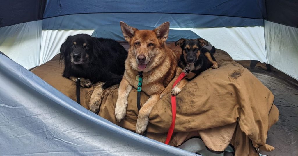 three dogs laying in a tent | 8 Easy Ways to Pet-Proof Your Tent