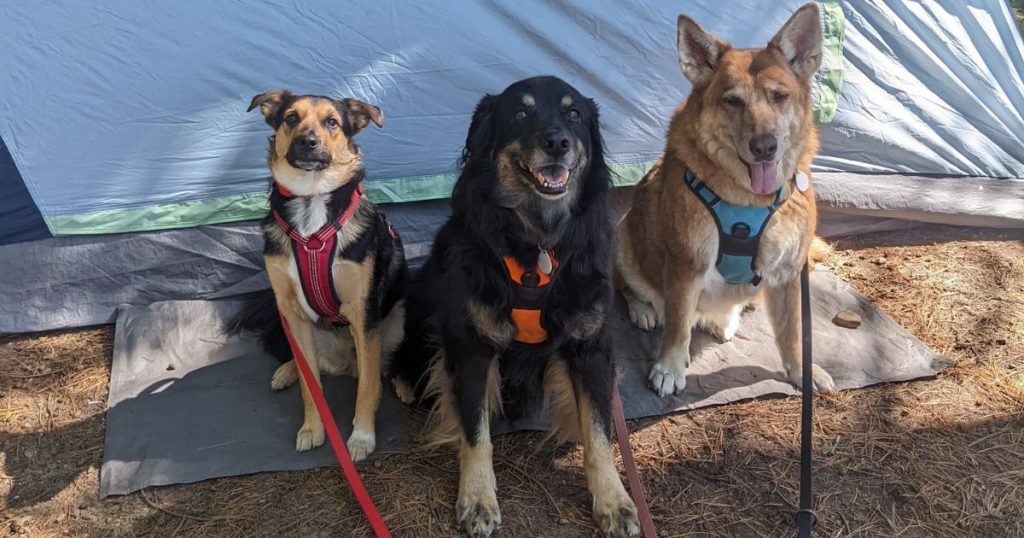 three dogs sitting in front of a tent | Tips and Tricks for Booking Ontario Parks