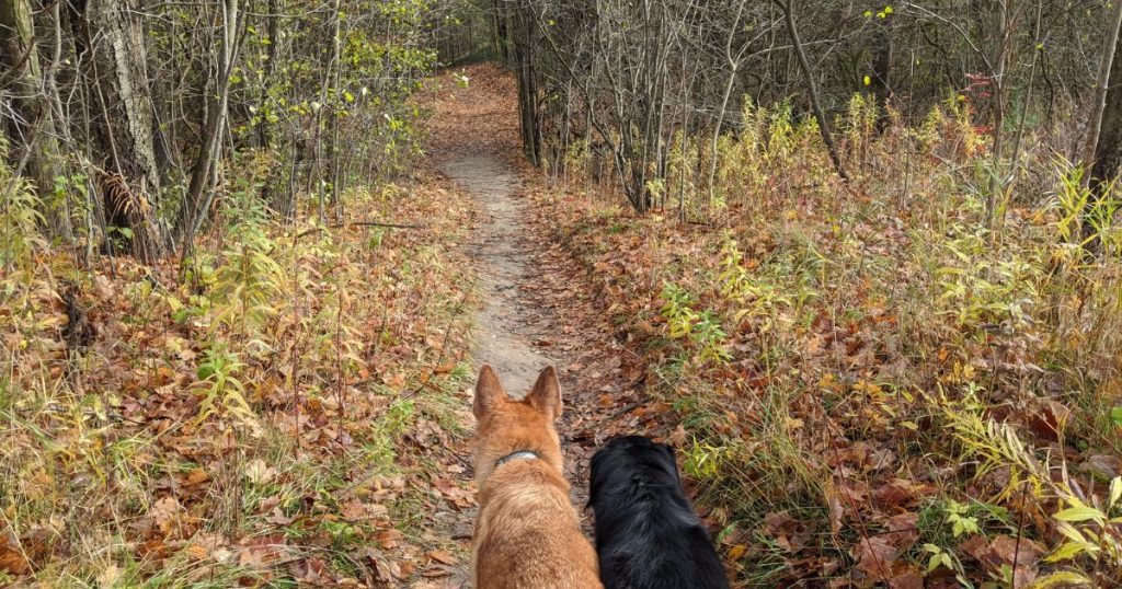 two dogs hiking on trail | Is It Okay to Let My Dog Off-Leash at Camp?
