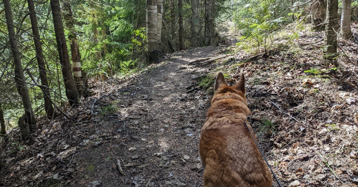 dog hiking on wooded trail | 10 Reasons You Should Try Camping in Spring