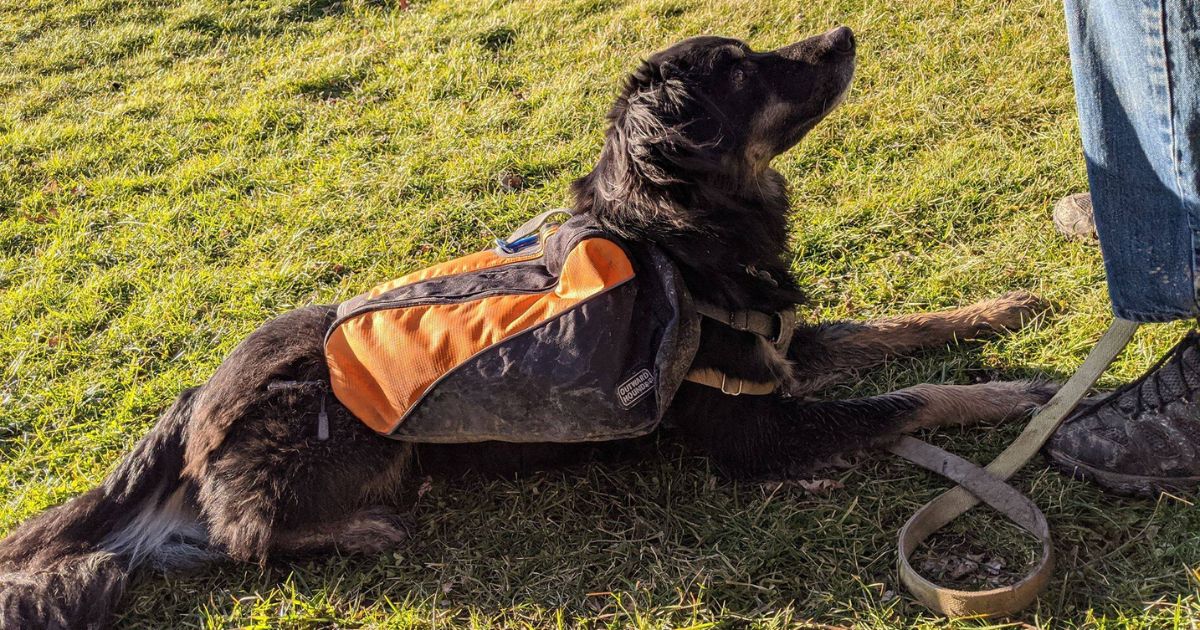 dog laying on grass wearing a backpack | How Much Weight Should a Dog Carry in a Backpack?