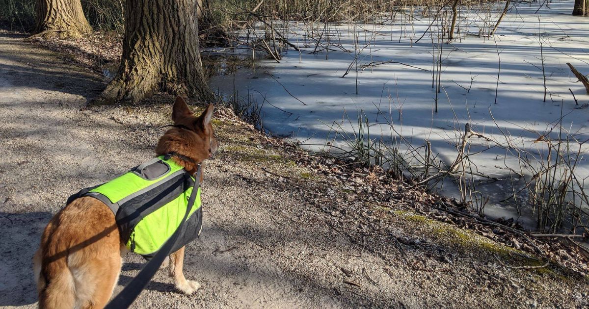 dog wearing backpack on hiking trail | How Much Weight Should a Dog Carry in a Backpack?