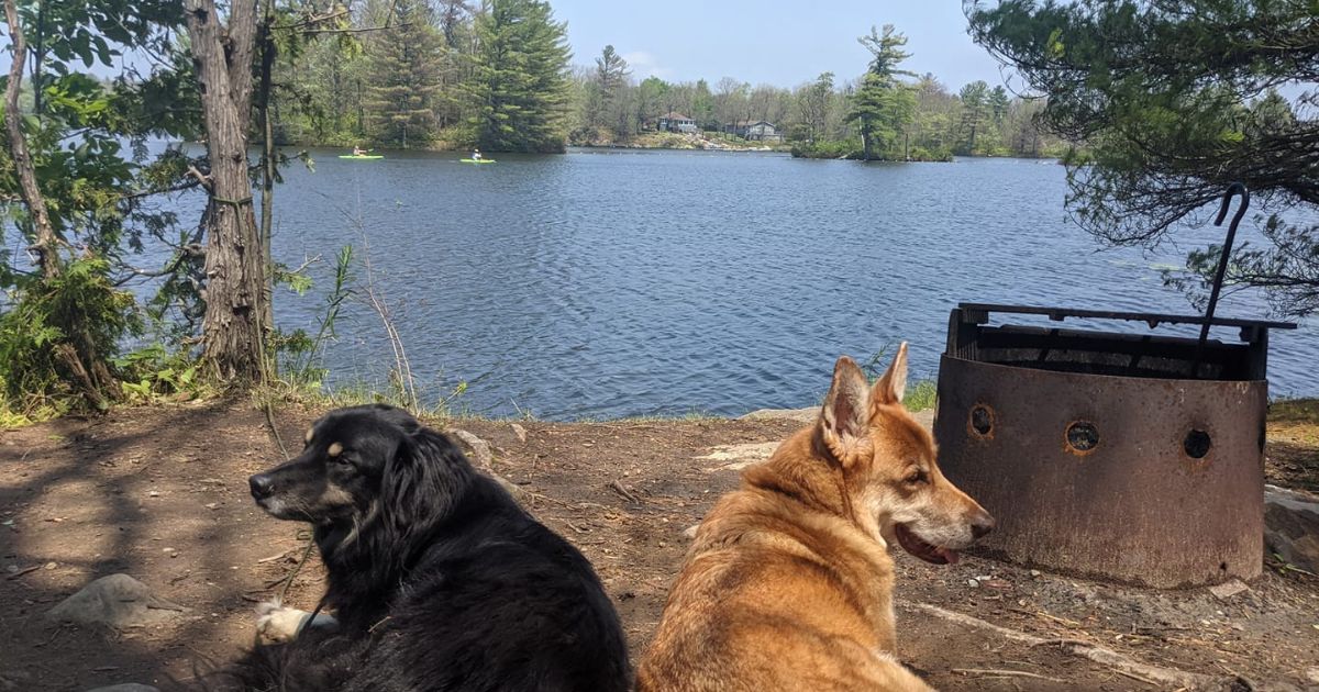 two dogs next to a firepit by a lake | 12 Different Types of Camping for You and Your Pets